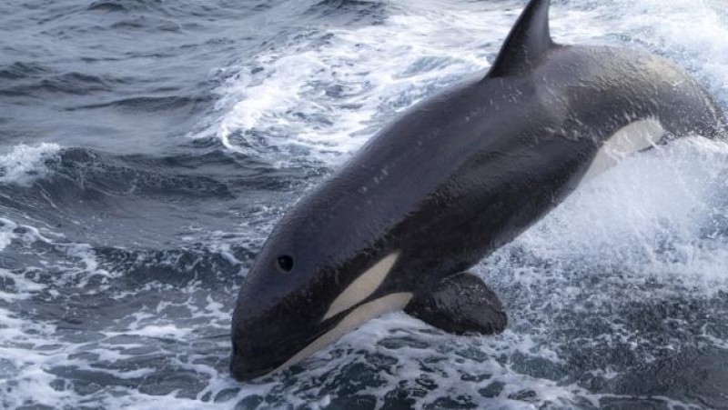 Killer whales attack another sailing boat in the Strait of Gibraltar