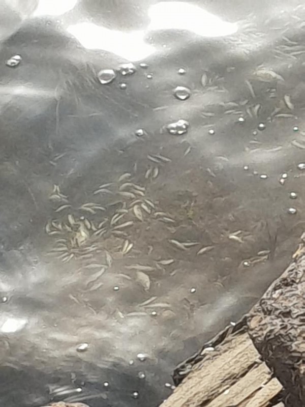 Anger and sadness as dead fish wash up on the shores of Mar Menor beaches