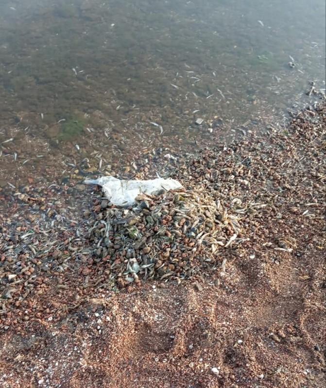 Anger and sadness as dead fish wash up on the shores of Mar Menor beaches