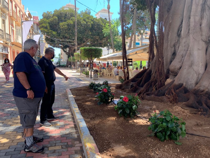 <span style='color:#780948'>ARCHIVED</span> - Aguilas flowerbeds extended to make room for century old Ficus trees