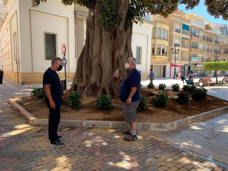 <span style='color:#780948'>ARCHIVED</span> - Aguilas flowerbeds extended to make room for century old Ficus trees