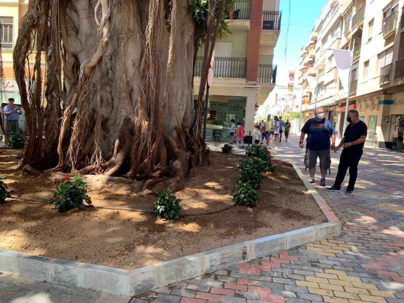 <span style='color:#780948'>ARCHIVED</span> - Aguilas flowerbeds extended to make room for century old Ficus trees