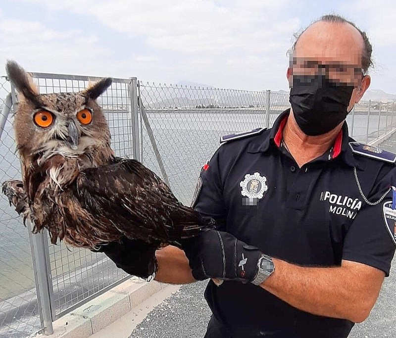 <span style='color:#780948'>ARCHIVED</span> - Eye-catching eagle owl rescued from water storage tank in Molina de Segura