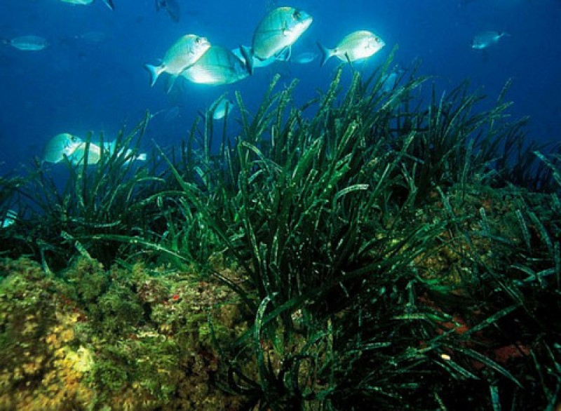 <span style='color:#780948'>ARCHIVED</span> - Posidonia meadows to be planted in port of Cartagena