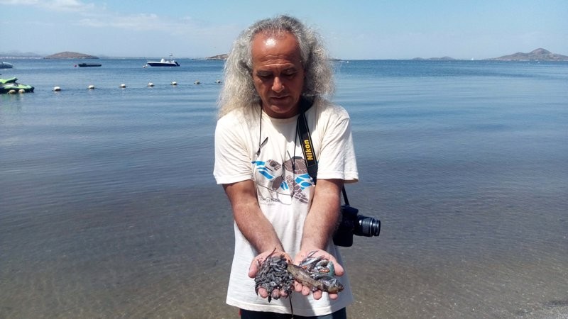 <span style='color:#780948'>ARCHIVED</span> - Concern increases about implications for Mar Menor businesses as dead fish continue to wash up on the shore