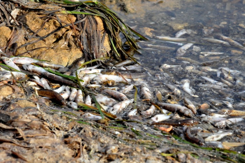 <span style='color:#780948'>ARCHIVED</span> - ANSE explains; fish are dying through lack of oxygen but political inaction is killing the Mar Menor