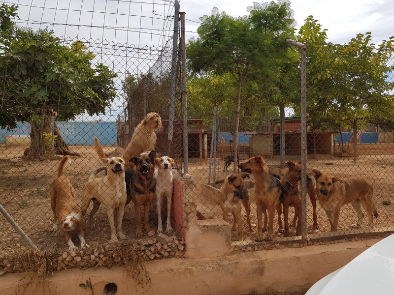<span style='color:#780948'>ARCHIVED</span> - Rotary clubs in Orihuela and Guardamar given 110 tonnes of food for animal shelters