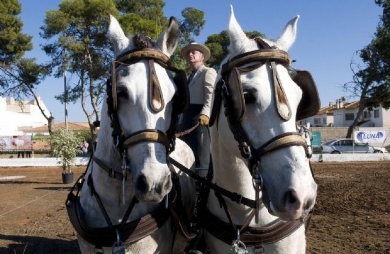 Cordoba animal activists call for the removal of horse drawn carriages