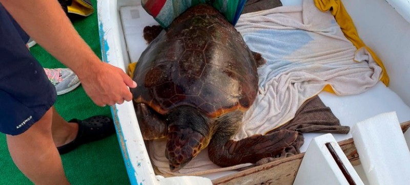 <span style='color:#780948'>ARCHIVED</span> - Seriously injured loggerhead turtle rescued off the coast of El Campello