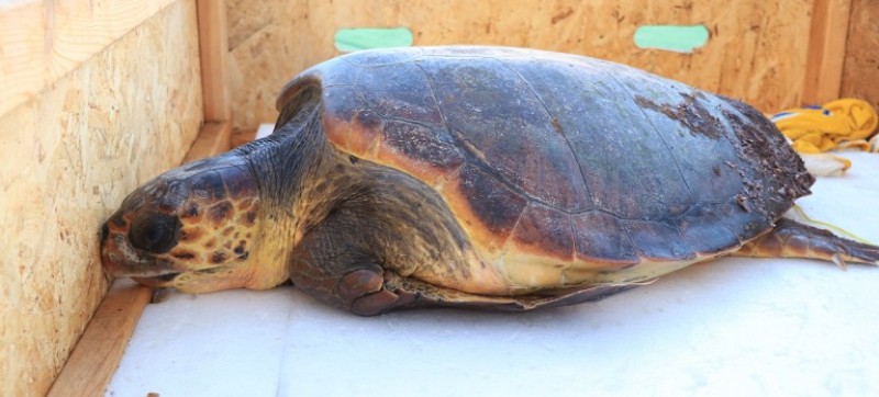 <span style='color:#780948'>ARCHIVED</span> - Seriously injured loggerhead turtle rescued off the coast of El Campello