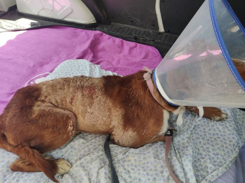 <span style='color:#780948'>ARCHIVED</span> - Dog burned with acid abandoned in the gutter in Motril, Granada