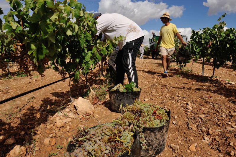 <span style='color:#780948'>ARCHIVED</span> - Grape harvest is underway in Jumilla, accelerated by recent high temperatures