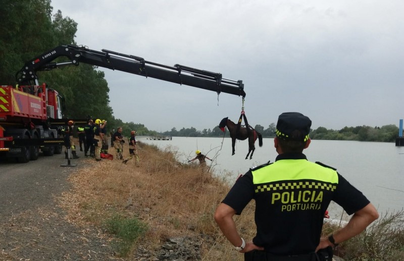 <span style='color:#780948'>ARCHIVED</span> - Horse rescued with crane after falling in Seville ravine