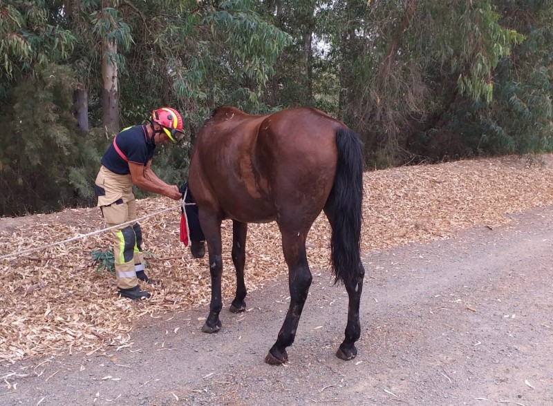 <span style='color:#780948'>ARCHIVED</span> - Horse rescued with crane after falling in Seville ravine