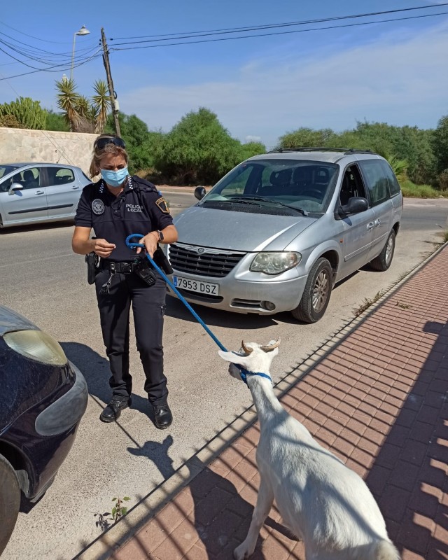 <span style='color:#780948'>ARCHIVED</span> - Lone goat on the loose in Torrevieja captured by police
