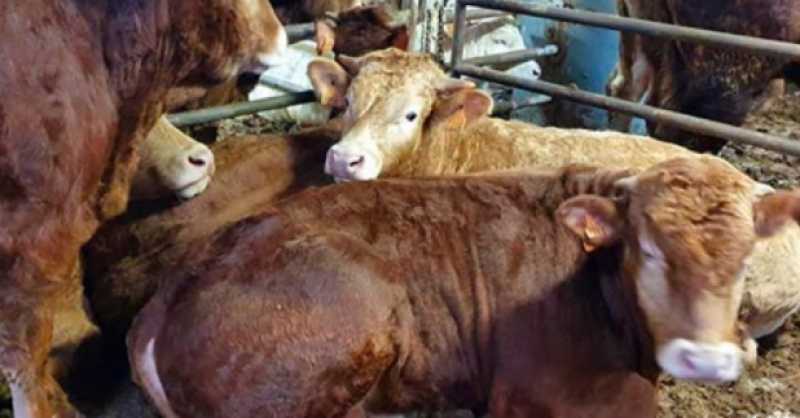 <span style='color:#780948'>ARCHIVED</span> - Six cases of anthrax in animals confirmed in Extremadura