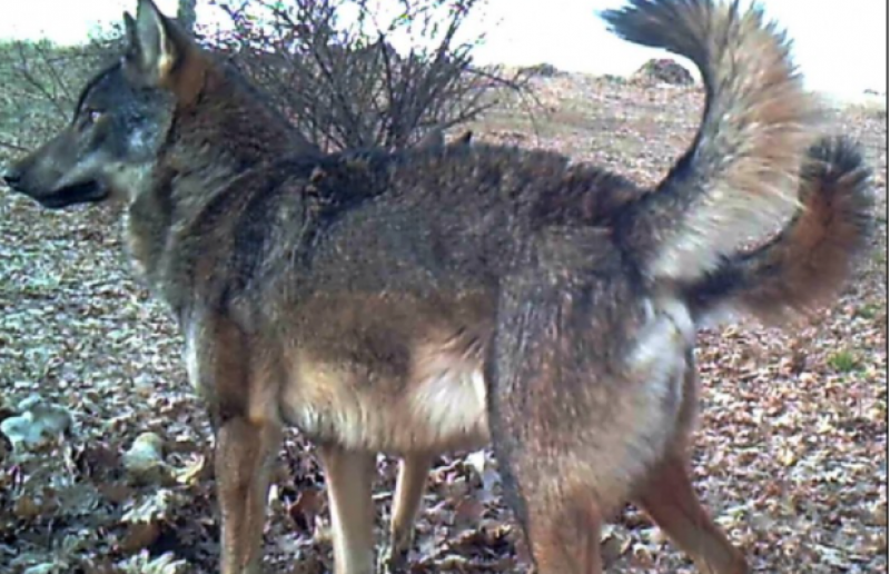 <span style='color:#780948'>ARCHIVED</span> - Wolf hunting banned throughout Spain this week