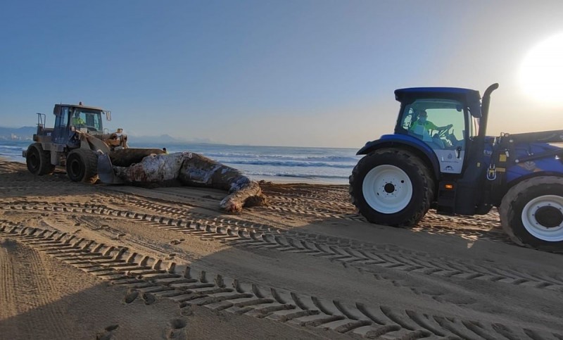 <span style='color:#780948'>ARCHIVED</span> - Dead eight ton whale washes ashore beach in Elche