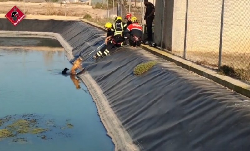 <span style='color:#780948'>ARCHIVED</span> - Heroic firefighters save drowning dogs in Elche
