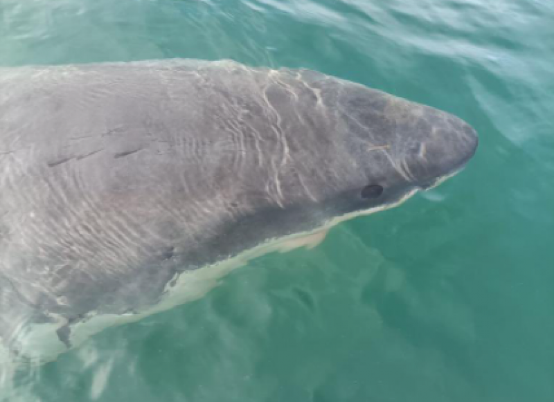 <span style='color:#780948'>ARCHIVED</span> - Great white shark spotted off the coast of Galicia