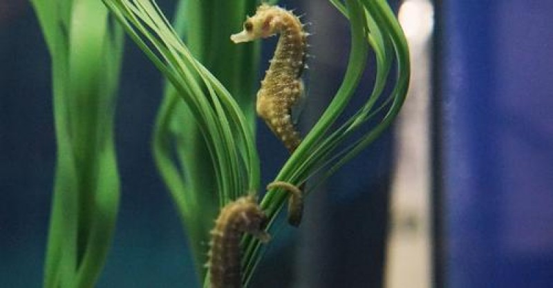 <span style='color:#780948'>ARCHIVED</span> - Oceanografic Valencia successfully breeds rare seahorse for the first time