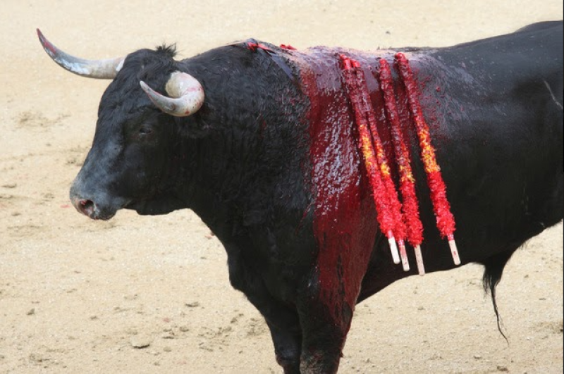 <span style='color:#780948'>ARCHIVED</span> - Congress in Spain to debate banning bullfighting