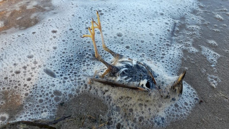 <span style='color:#780948'>ARCHIVED</span> - Not just fish: dead bird stuck in the mud on Mar Menor shore