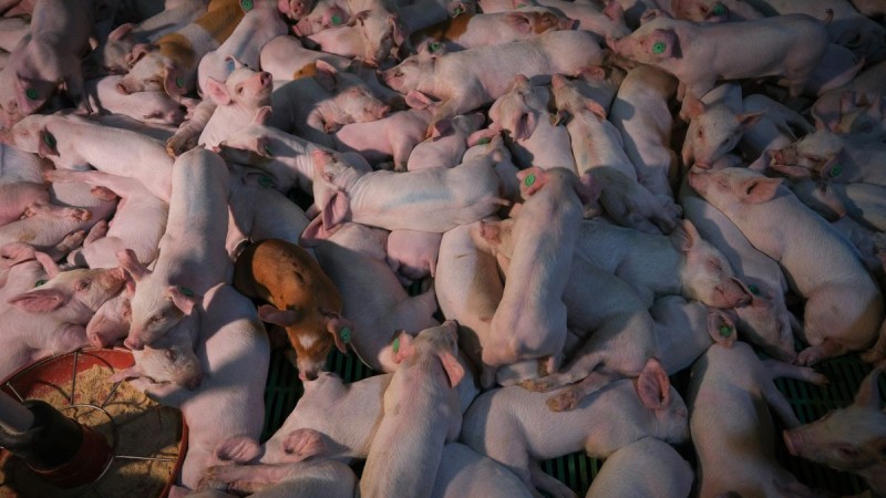 <span style='color:#780948'>ARCHIVED</span> - Greenpeace labels Murcia-owned pig farm in Andalusia the most polluting in Spain