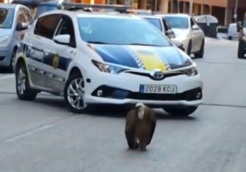 <span style='color:#780948'>ARCHIVED</span> - Watch Video: Vulture stops traffic as it struts down Benidorm streets