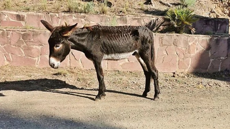 <span style='color:#780948'>ARCHIVED</span> - Environment boss resigns after death of 10 donkeys at Costa Blanca natural park