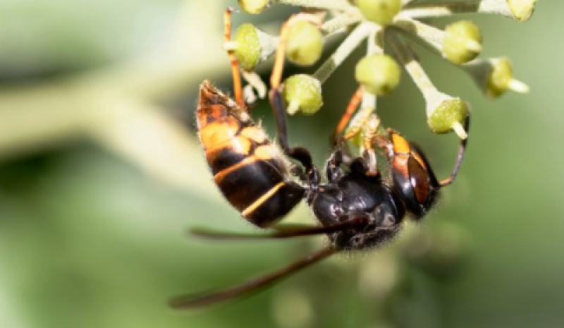 The rise of the killer wasp in Spain