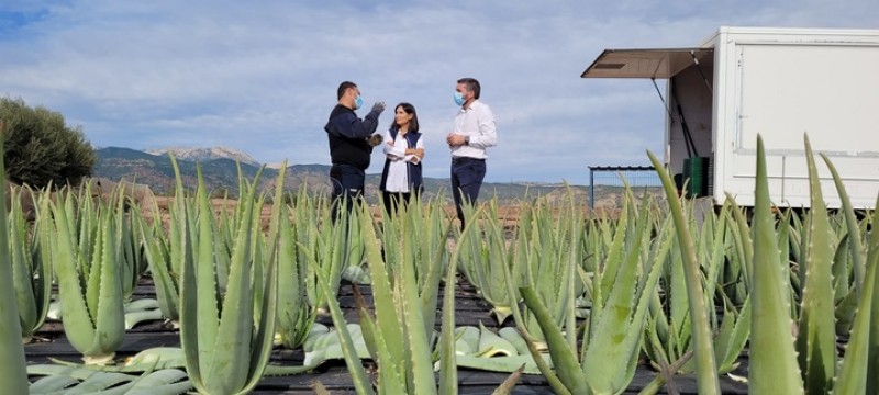 <span style='color:#780948'>ARCHIVED</span> - Aloe vera production up by 200 per cent in the Region of Murcia