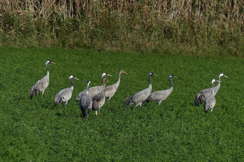 <span style='color:#780948'>ARCHIVED</span> - First cranes make welcome return to Alicante province