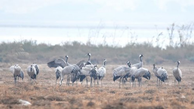 <span style='color:#780948'>ARCHIVED</span> - First cranes make welcome return to Alicante province