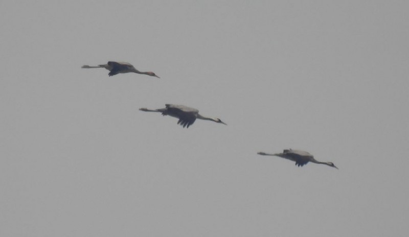 <span style='color:#780948'>ARCHIVED</span> - First cranes make welcome return to Alicante province