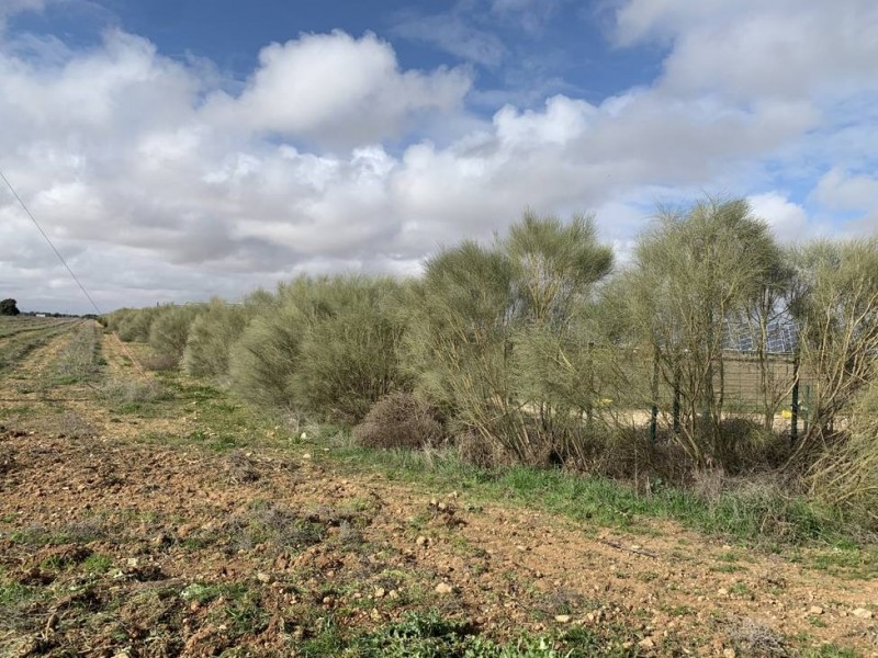 <span style='color:#780948'>ARCHIVED</span> - Sheep farm meets solar plant: energy firm reveals plans to supply electricity to 70,000 Alicante homes