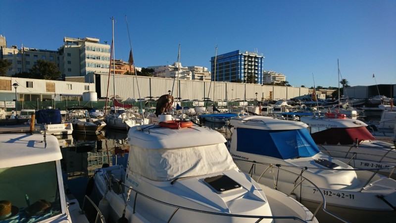 <span style='color:#780948'>ARCHIVED</span> - Griffon vulture rescued from Marbella marina