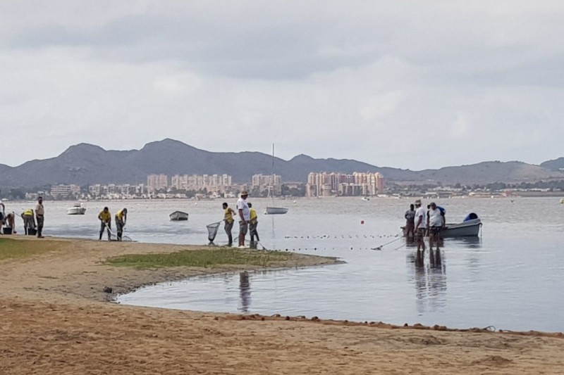 <span style='color:#780948'>ARCHIVED</span> - Cartagena contracts cleaners to remove rotting biomass from Mar Menor coast