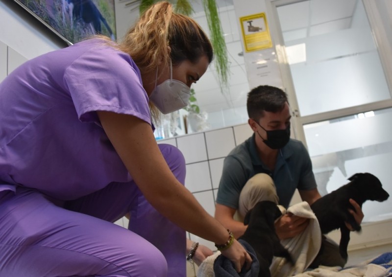<span style='color:#780948'>ARCHIVED</span> - Fuengirola Town Hall covers costs for pet adoption