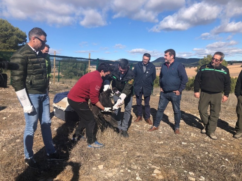 <span style='color:#780948'>ARCHIVED</span> - Black vulture released into the wild in Sierra de Mojantes