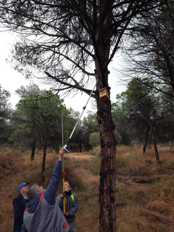 <span style='color:#780948'>ARCHIVED</span> - Guardamar installs bat and bird boxes to control insect populations