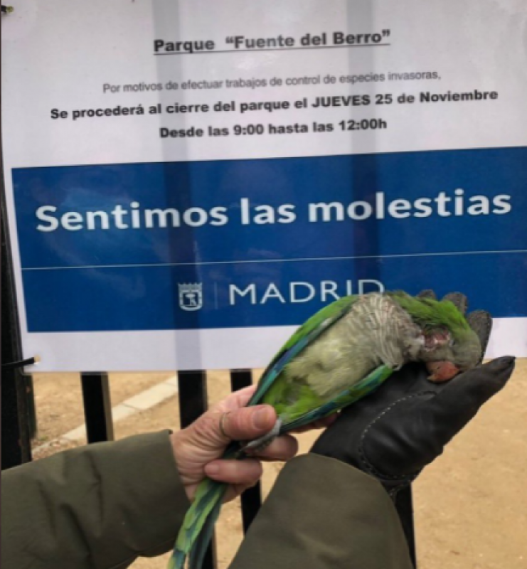 Madrid culls thousands of invasive parrots