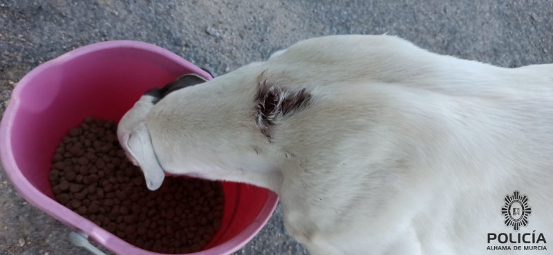 <span style='color:#780948'>ARCHIVED</span> - Alhama de Murcia police search for animal cruelty culprits