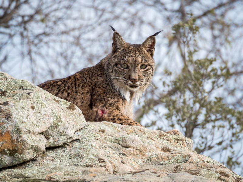 <span style='color:#780948'>ARCHIVED</span> - Murcia one step closer to bringing back the wild Iberian lynx