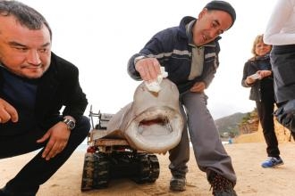 <span style='color:#780948'>ARCHIVED</span> - 3-metre shark washed up on the beach of L'Alfàs del Pi