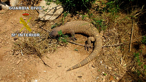 <span style='color:#780948'>ARCHIVED</span> - Venomous Gila monster lizard found in the Castellón countryside