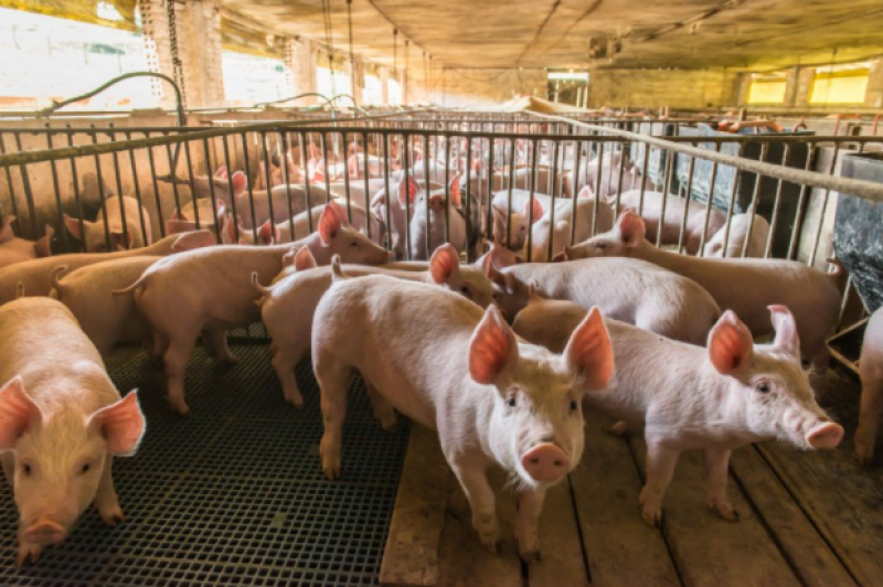 <span style='color:#780948'>ARCHIVED</span> - The devastating environmental impact of macro-farms in Spain