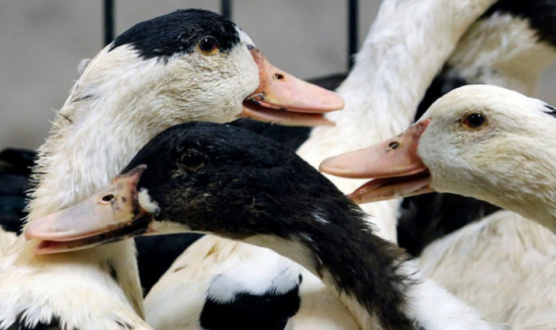Bird flu leads to poultry farm confinement in Murcia