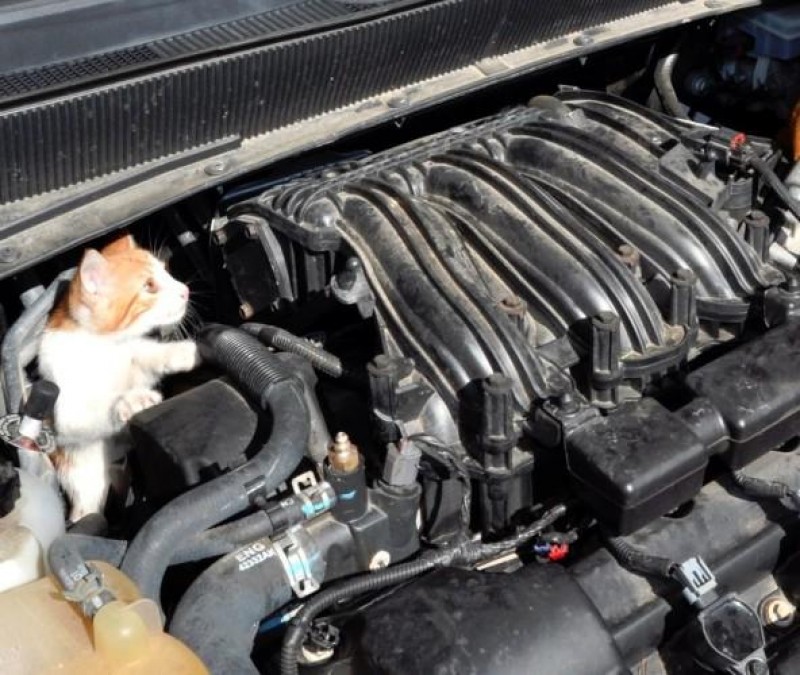 <span style='color:#780948'>ARCHIVED</span> - Cat nap: this simple trick can save lives for cats sleeping in your car engine