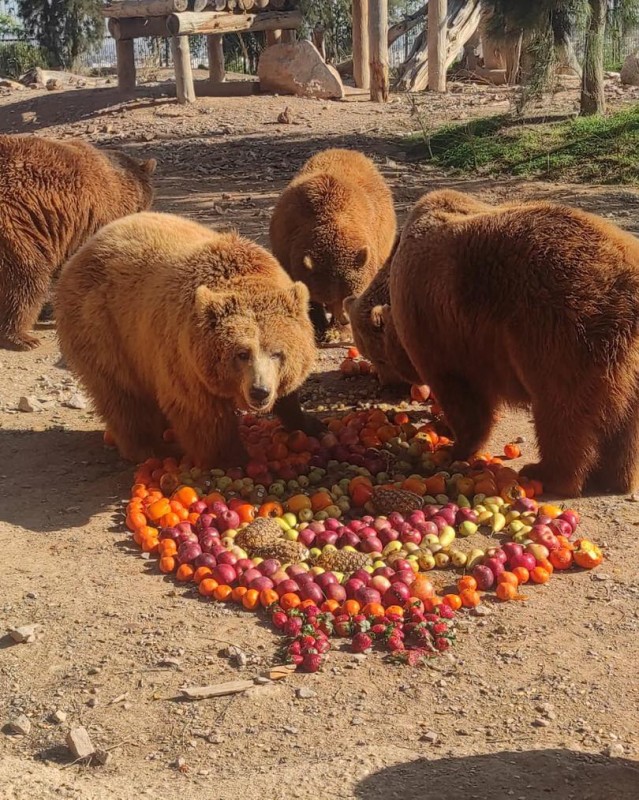 Birthday fruitcake for 30-year-old bear at Terra Natura Murcia